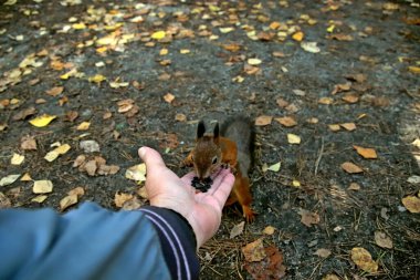 in summer, autumn and winter, there are beautiful trees in the city's parks. There are many ducks, gulls, pigeons, crows, tits and swans. You can meet squirrels and dogs. Flowers and mushrooms grow. There are lakes and rivers.