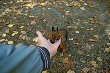 in summer, autumn and winter, there are beautiful trees in the city's parks. There are many ducks, gulls, pigeons, crows, tits and swans. You can meet squirrels and dogs. Flowers and mushrooms grow. There are lakes and rivers.