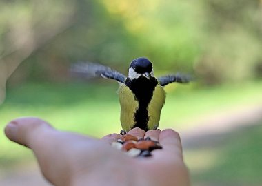 in summer, autumn and winter, there are beautiful trees in the city's parks. There are many ducks, gulls, pigeons, crows, tits and swans. You can meet squirrels and dogs. Flowers and mushrooms grow. There are lakes and rivers.
