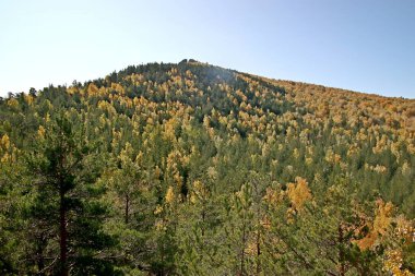 in summer, autumn and winter, there are beautiful trees in the city's parks. There are many ducks, gulls, pigeons, crows, tits and swans. You can meet squirrels and dogs. Flowers and mushrooms grow. There are lakes and rivers.