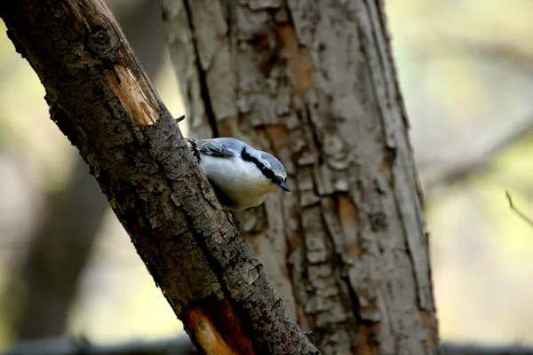 Summer Autumn Winter Beautiful Trees City Parks Many Ducks Gulls — 스톡 사진