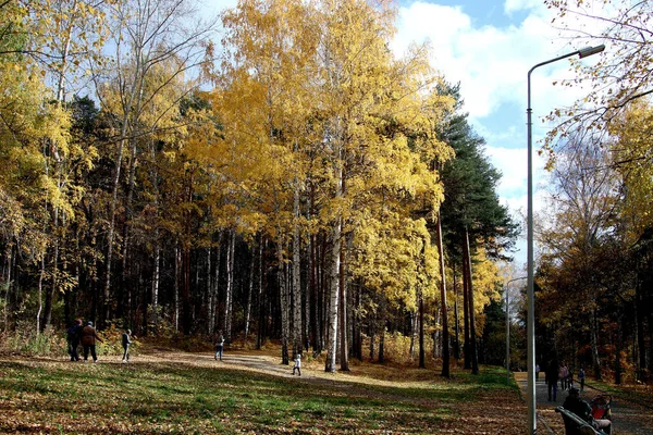 Летом Осенью Зимой Парках Города Растут Красивые Деревья Много Уток — стоковое фото