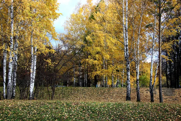 Summer Autumn Winter Beautiful Trees City Parks Many Ducks Gulls — Stock Photo, Image