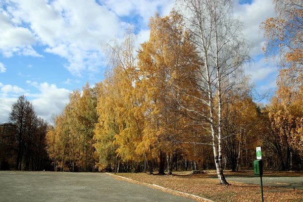 Summer Autumn Winter Beautiful Trees City Parks Many Ducks Gulls — Stock Photo, Image