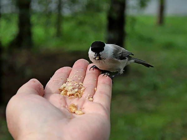 in summer, autumn and winter, there are beautiful trees in the city's parks. There are many ducks, gulls, pigeons, crows, tits and swans. You can meet squirrels and dogs. Flowers and mushrooms grow. There are lakes and rivers.