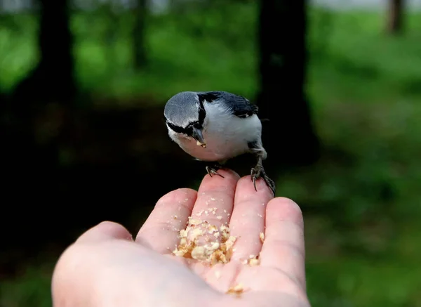 Summer Autumn Winter Beautiful Trees City Parks Many Ducks Gulls — 스톡 사진