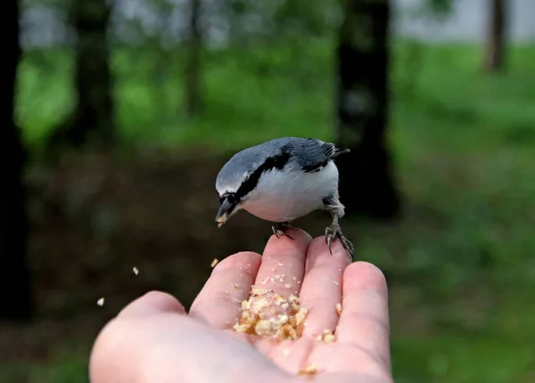 in summer, autumn and winter, there are beautiful trees in the city's parks. There are many ducks, gulls, pigeons, crows, tits and swans. You can meet squirrels and dogs. Flowers and mushrooms grow. There are lakes and rivers.