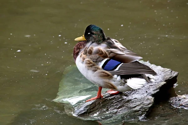 Summer Autumn Winter Beautiful Trees City Parks Many Ducks Gulls — Stock Fotó