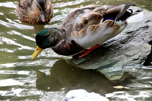 Summer Autumn Winter Beautiful Trees City Parks Many Ducks Gulls — Stock Fotó