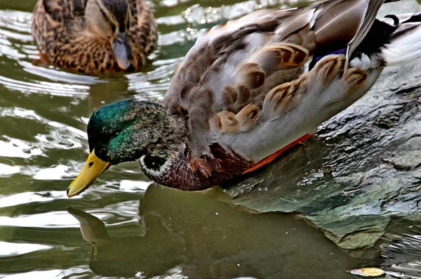 Summer Autumn Winter Beautiful Trees City Parks Many Ducks Gulls — Stockfoto