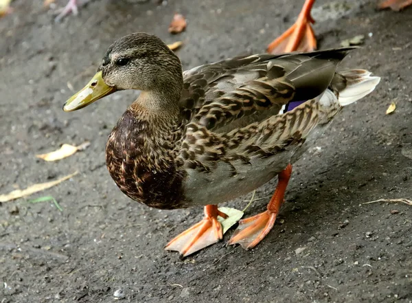 Summer Autumn Winter Beautiful Trees City Parks Many Ducks Gulls — Stock fotografie