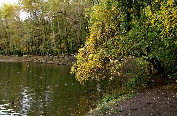 Summer Autumn Winter Beautiful Trees City Parks Many Ducks Gulls — 图库照片