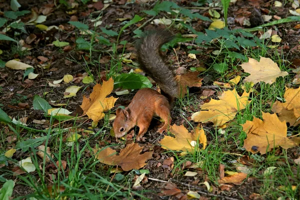 Sommer Herbst Und Winter Gibt Wunderschöne Bäume Den Parks Der — Stockfoto