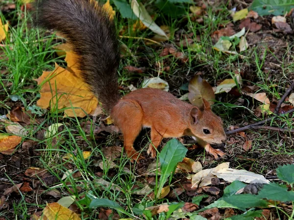 Sommer Herbst Und Winter Gibt Wunderschöne Bäume Den Parks Der — Stockfoto