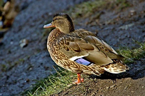 Summer Autumn Winter Beautiful Trees City Parks Many Ducks Gulls — 스톡 사진