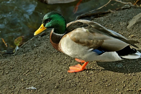 Summer Autumn Winter Beautiful Trees City Parks Many Ducks Gulls — 스톡 사진