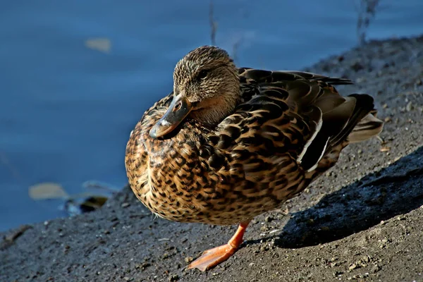 Summer Autumn Winter Beautiful Trees City Parks Many Ducks Gulls — Stock Fotó