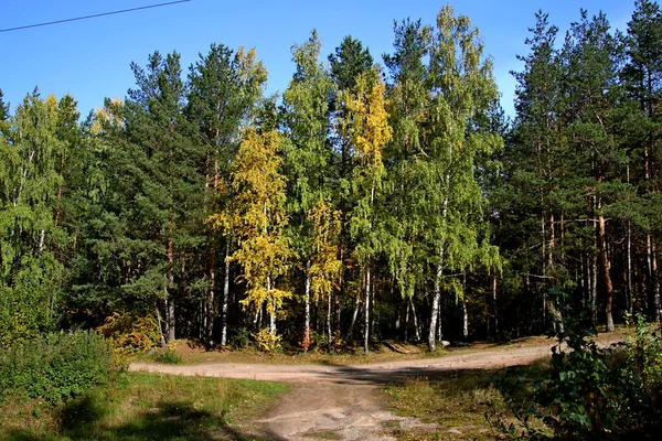 Été Automne Hiver Beaux Arbres Dans Les Parcs Ville Beaucoup — Photo