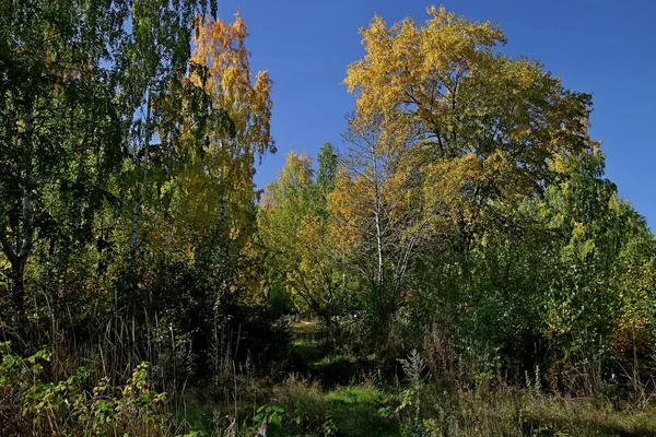 Summer Autumn Winter Beautiful Trees City Parks Many Ducks Gulls — Stock Photo, Image