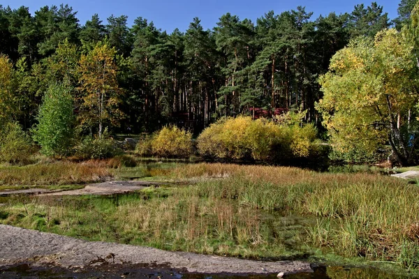 Summer Autumn Winter Beautiful Trees City Parks Many Ducks Gulls — 스톡 사진