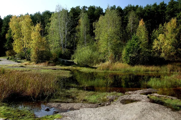 Sommer Herbst Und Winter Gibt Wunderschöne Bäume Den Parks Der — Stockfoto