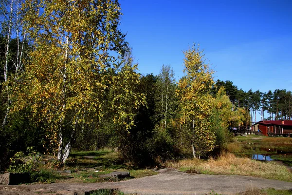 Summer Autumn Winter Beautiful Trees City Parks Many Ducks Gulls — Stock Photo, Image