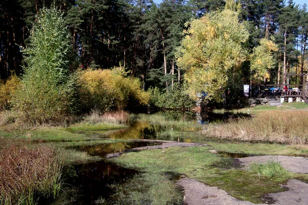 Été Automne Hiver Beaux Arbres Dans Les Parcs Ville Beaucoup — Photo