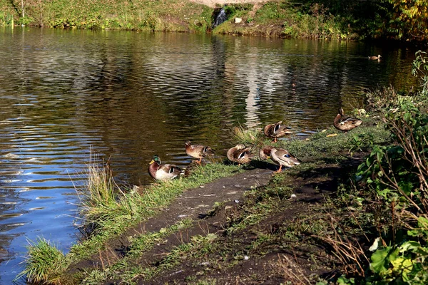 Summer Autumn Winter Beautiful Trees City Parks Many Ducks Gulls — Fotografia de Stock