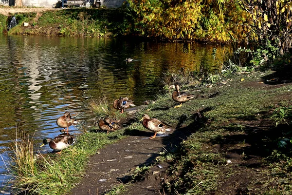 Summer Autumn Winter Beautiful Trees City Parks Many Ducks Gulls — Foto de Stock