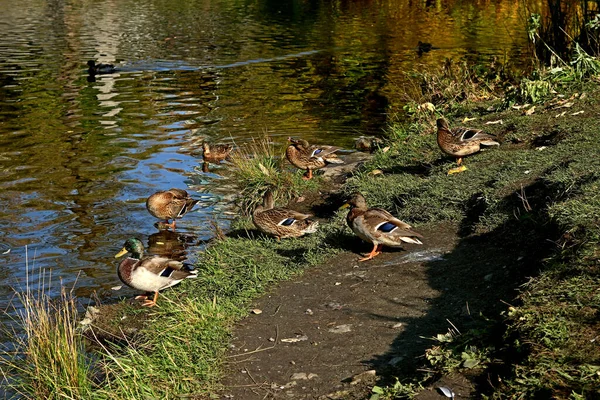 Summer Autumn Winter Beautiful Trees City Parks Many Ducks Gulls — 图库照片