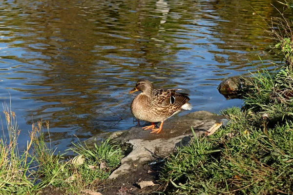 Sommer Herbst Und Winter Gibt Wunderschöne Bäume Den Parks Der — Stockfoto