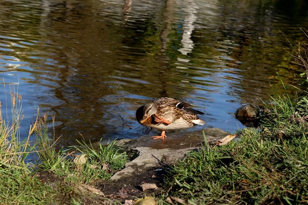 Sommer Herbst Und Winter Gibt Wunderschöne Bäume Den Parks Der — Stockfoto