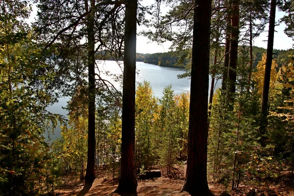 Sommer Herbst Und Winter Gibt Wunderschöne Bäume Den Parks Der — Stockfoto