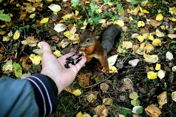 Sommer Herbst Und Winter Gibt Wunderschöne Bäume Den Parks Der Stockfoto