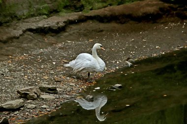 in summer, autumn and winter, there are beautiful trees in the city's parks. There are many ducks, gulls, pigeons, crows, tits and swans. You can meet squirrels and dogs. Flowers and mushrooms grow. There are lakes and rivers.