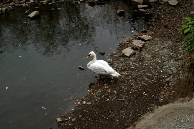 in summer, autumn and winter, there are beautiful trees in the city's parks. There are many ducks, gulls, pigeons, crows, tits and swans. You can meet squirrels and dogs. Flowers and mushrooms grow. There are lakes and rivers.