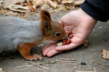 in summer, autumn and winter, there are beautiful trees in the city's parks. There are many ducks, gulls, pigeons, crows, tits and swans. You can meet squirrels and dogs. Flowers and mushrooms grow. There are lakes and rivers.