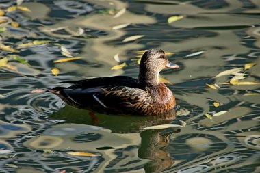 in summer, autumn and winter, there are beautiful trees in the city's parks. There are many ducks, gulls, pigeons, crows, tits and swans. You can meet squirrels and dogs. Flowers and mushrooms grow. There are lakes and rivers.