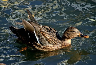 in summer, autumn and winter, there are beautiful trees in the city's parks. There are many ducks, gulls, pigeons, crows, tits and swans. You can meet squirrels and dogs. Flowers and mushrooms grow. There are lakes and rivers.