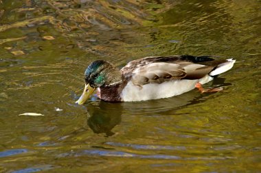 in summer, autumn and winter, there are beautiful trees in the city's parks. There are many ducks, gulls, pigeons, crows, tits and swans. You can meet squirrels and dogs. Flowers and mushrooms grow. There are lakes and rivers.