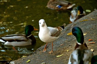 in summer, autumn and winter, there are beautiful trees in the city's parks. There are many ducks, gulls, pigeons, crows, tits and swans. You can meet squirrels and dogs. Flowers and mushrooms grow. There are lakes and rivers.