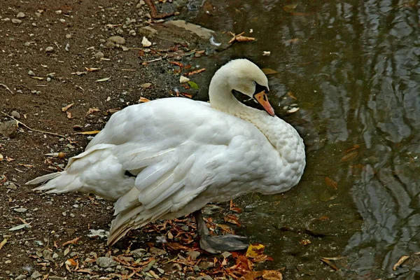 Summer Autumn Winter Beautiful Trees City Parks Many Ducks Gulls — Fotografia de Stock