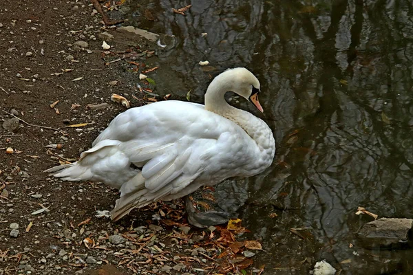 Summer Autumn Winter Beautiful Trees City Parks Many Ducks Gulls — 图库照片