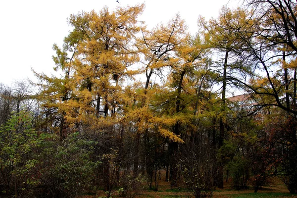 Summer Autumn Winter Beautiful Trees City Parks Many Ducks Gulls — Foto Stock