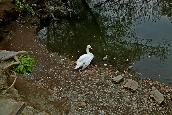 Summer Autumn Winter Beautiful Trees City Parks Many Ducks Gulls — 图库照片