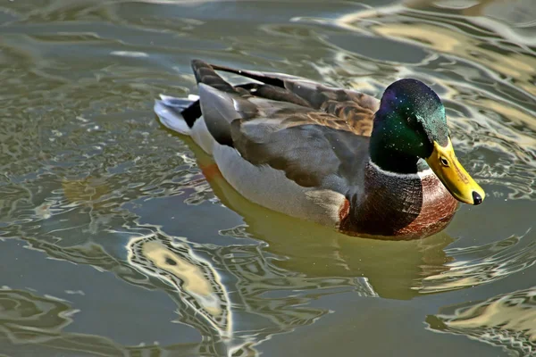 Summer Autumn Winter Beautiful Trees City Parks Many Ducks Gulls — 图库照片