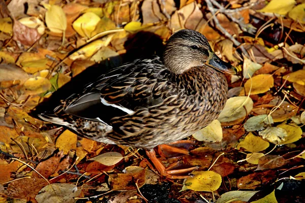 Summer Autumn Winter Beautiful Trees City Parks Many Ducks Gulls — Stock Fotó