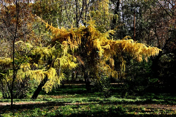 Sommer Herbst Und Winter Gibt Wunderschöne Bäume Den Parks Der — Stockfoto