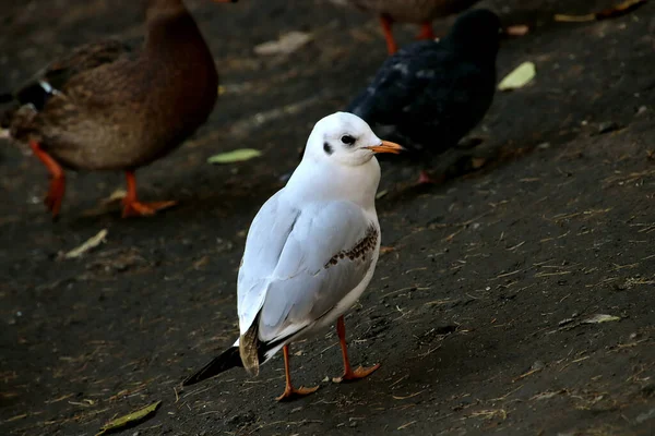 Summer Autumn Winter Beautiful Trees City Parks Many Ducks Gulls — ストック写真