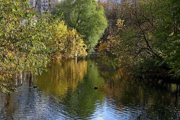 Летом Осенью Зимой Парках Города Растут Красивые Деревья Много Уток — стоковое фото